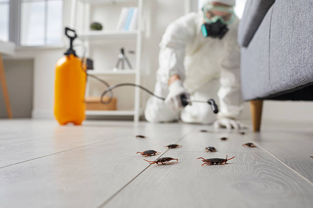 Affordable Termite Control solutions in East Point, GA